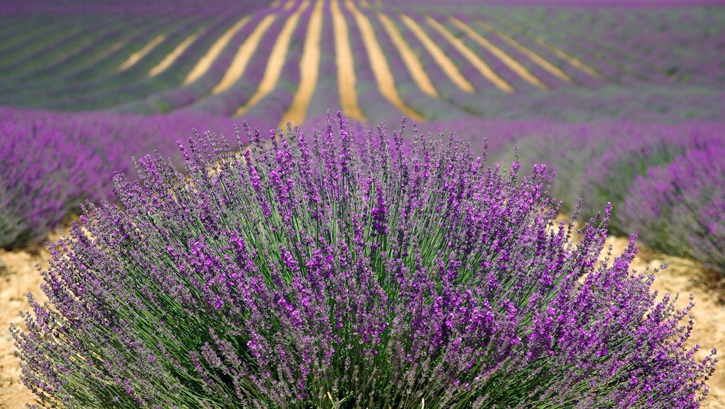 levendulás, Provence